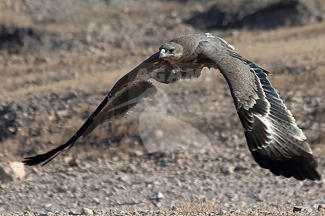 Steppe Eagle (Aquila nipalensis orientalis), front view of juvenile bird in flight in Oman stock-image by Agami/Kari Eischer,