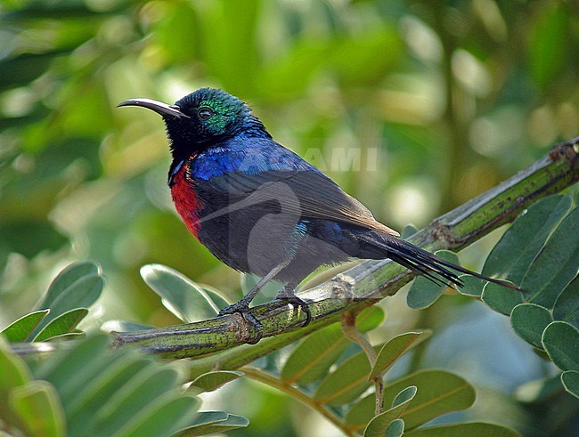 Male Red-chested Sunbird (Cinnyris erythrocercus) in Uganda. stock-image by Agami/Pete Morris,