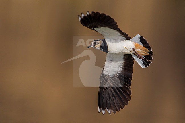 Kievit, Northern Lapwing; Vanellus vanellus stock-image by Agami/Daniele Occhiato,