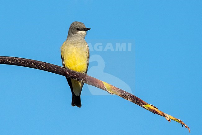 Adult Cassin's Kingbird, Tyrannus vociferans
San Diego Co., CA stock-image by Agami/Brian E Small,