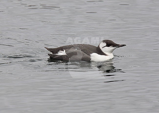 First-winter Common Guillemot (Uria aalge) swimming in the sea. stock-image by Agami/Andy & Gill Swash ,