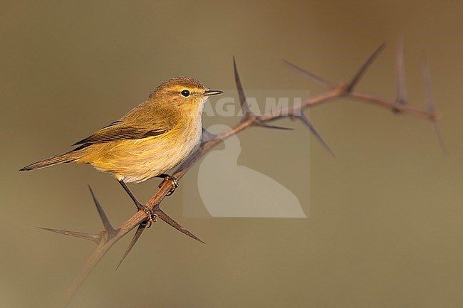 Common Chiffchaff, Phylloscopus collybita, in Italy. stock-image by Agami/Daniele Occhiato,