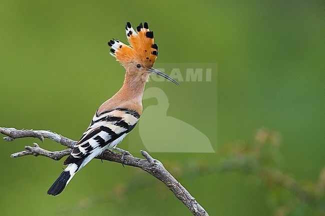 Hop; Hoopoe; Upupa epops stock-image by Agami/Daniele Occhiato,