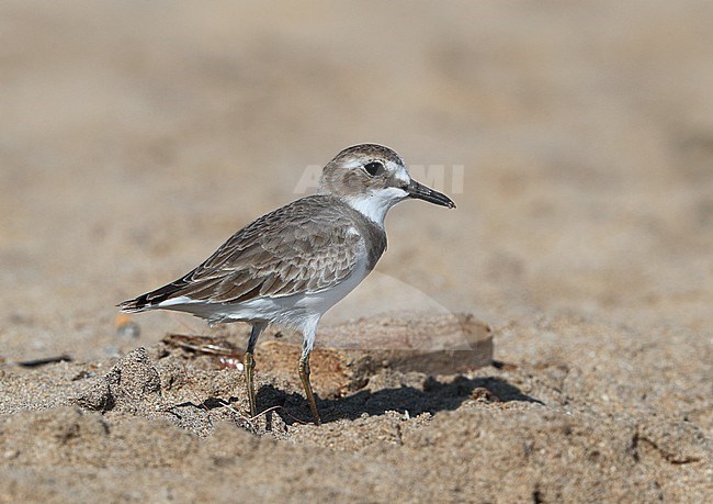 Greater Sand Plover (Charadrius leschenaultii) standing on a beach in Oman. stock-image by Agami/Aurélien Audevard,