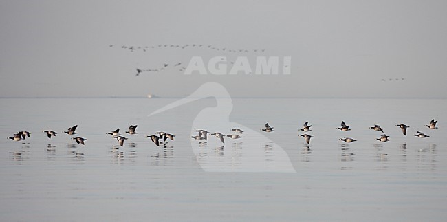 Brandganzen tijdens de trek; Barnacle Geese on migration stock-image by Agami/Markus Varesvuo,