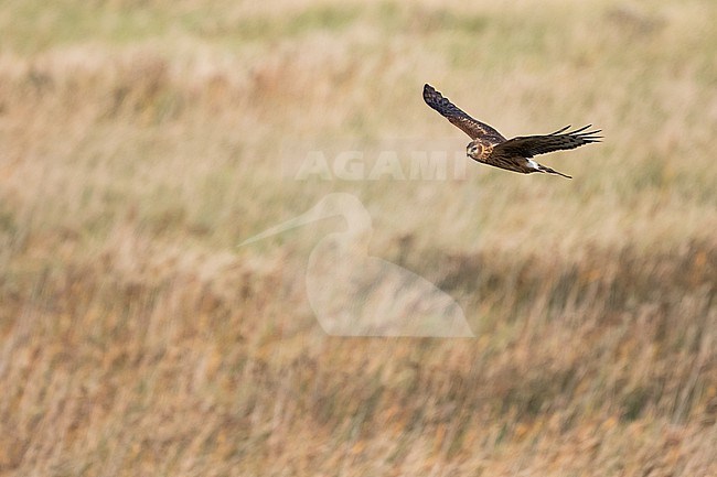 First-winter Hen Harrier (Circus cyaneus) flying over a rural field in Germany (Niedersachsen). stock-image by Agami/Ralph Martin,