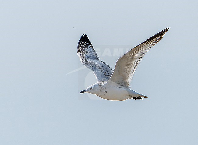 First-winter Relict gull (Ichthyaetus relictus) during autumn migration in Mongolia. Also known as Central Asian gull. stock-image by Agami/Dani Lopez-Velasco,