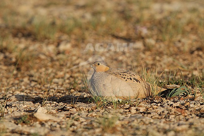 Tibetan Sandgrouse (Syrrhaptes tibetanus) a male perched in the desert stock-image by Agami/James Eaton,