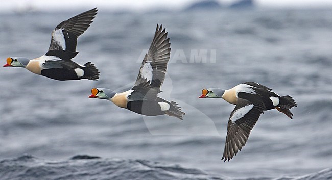 King Eider adult male flying; Koningseider volwassen man vliegend stock-image by Agami/Markus Varesvuo,