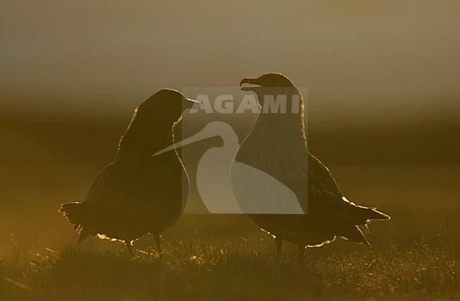 Paartje Grote Jagers; Pair of Great Skuas stock-image by Agami/Menno van Duijn,