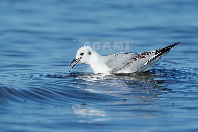 First-winter Bonaparte's Gull (Chroicocephalus philadelphia) at Cape May, New Jersey, March 2017. stock-image by Agami/Brian E Small,