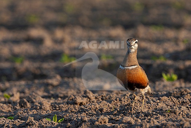 Adult Eurasian Dotterel (Charadrius morinellus) during spring migration on Wadden Island Texel in the Netherlands. stock-image by Agami/Marc Guyt,