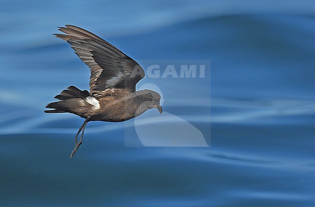 European Storm-Petrel ( Hydrobates pelagicus) off the coast of south Portugal stock-image by Agami/Eduard Sangster,