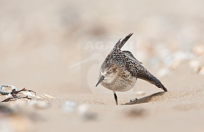 Bairds Strandloper, Bairds Sandpiper, Calidris bairdii stock-image by Agami/Marc Guyt,