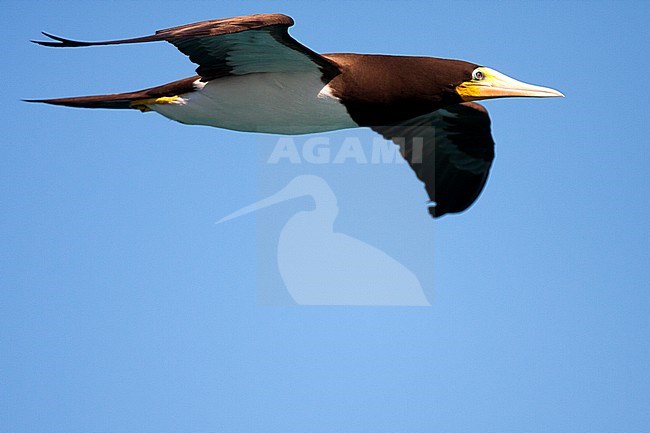 Brown Booby in flight stock-image by Agami/Oscar Díez,