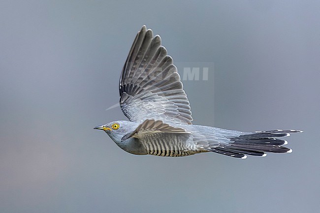 Common Cuckoo (Cuculus canorus) in Italy. stock-image by Agami/Daniele Occhiato,