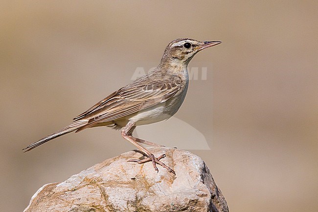 Tawny Pipit (Anthus campestris), side view of an adult standing on a rock, Basilicata, Italy stock-image by Agami/Saverio Gatto,
