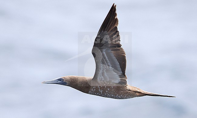 Immature Brown Booby (Sula leucogaster) in flight against the sea as background off Saint Patrick in Dominica. stock-image by Agami/Brian Sullivan,