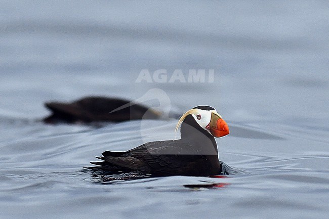 Adult Tufted Puffin (Fratercula cirrhata) in the Ring of Fire islands (Kurile island) in eastern Russia. Swimming at sea. stock-image by Agami/Laurens Steijn,