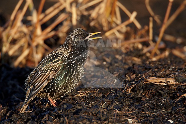 Adulte Spreeuw zingend, Common Starling adult singing stock-image by Agami/Markus Varesvuo,