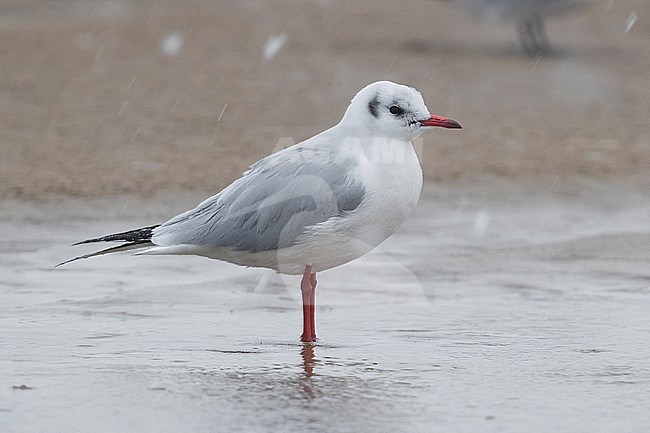 Black-headed Gull (Chroicocephalus ridibundus), adult in winter plumage resting on the shore under a snowfall stock-image by Agami/Saverio Gatto,