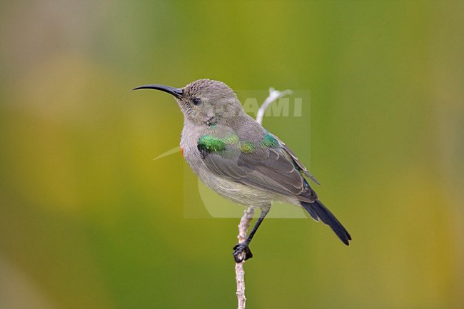 Miombo-honingzuiger in takje; Southern Double-collared Sunbird perched on a twig stock-image by Agami/Marc Guyt,