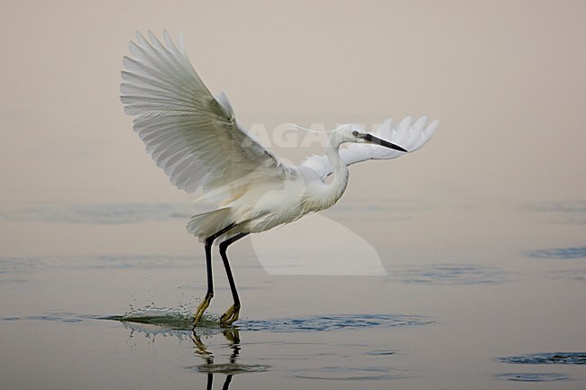 Kleine Zilverreiger in de vlucht; Little Egret in flight stock-image by Agami/Daniele Occhiato,