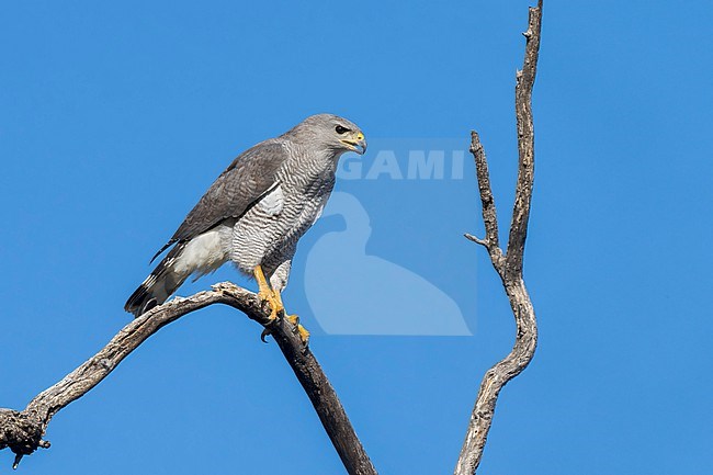 Adult
Pima Co., AZ
April 2024 stock-image by Agami/Brian E Small,