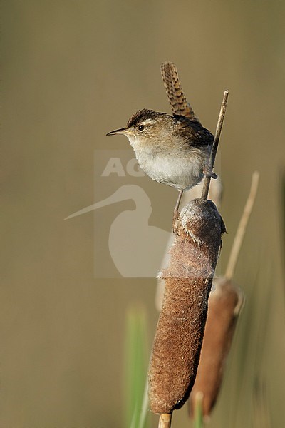 Adult Marsh Wren (Cistothorus palustris) 
perched on top of a reed stick in Lac Le Jeune, British Columbia, Canada. stock-image by Agami/Brian E Small,