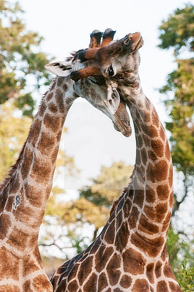 Two male southern giraffes, Giraffa camelopardalis, sparring. Mala Mala Game Reserve, South Africa. stock-image by Agami/Sergio Pitamitz,