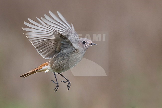 Zwarte Roodstaart; Black Redstart stock-image by Agami/Daniele Occhiato,