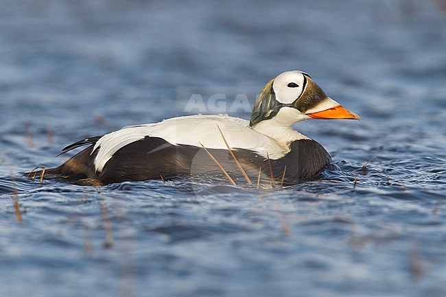 Adult male breeding
Barrow, AK
June 2010 stock-image by Agami/Brian E Small,