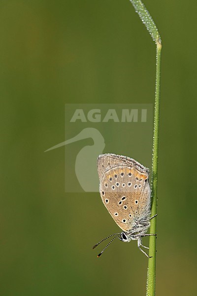 Rode vuurvlinder; Purple-edged Copper; stock-image by Agami/Walter Soestbergen,