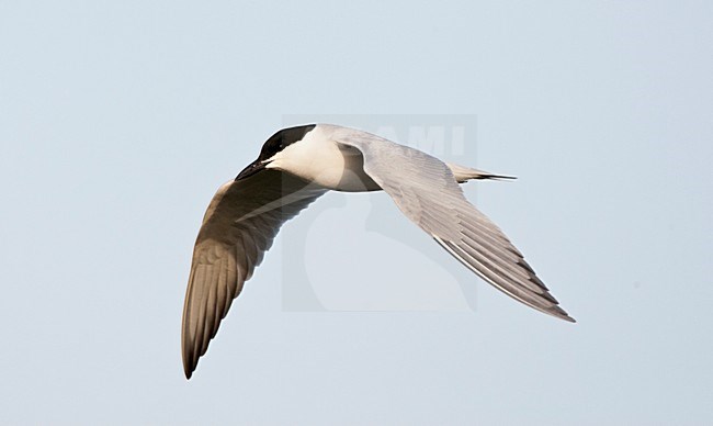 Volwassen Lachstern vliegend boven de zoutpannen op Lesbos; Gull-billed Tern adult flying above the saltpans on Lesvos, Greece stock-image by Agami/Marc Guyt,