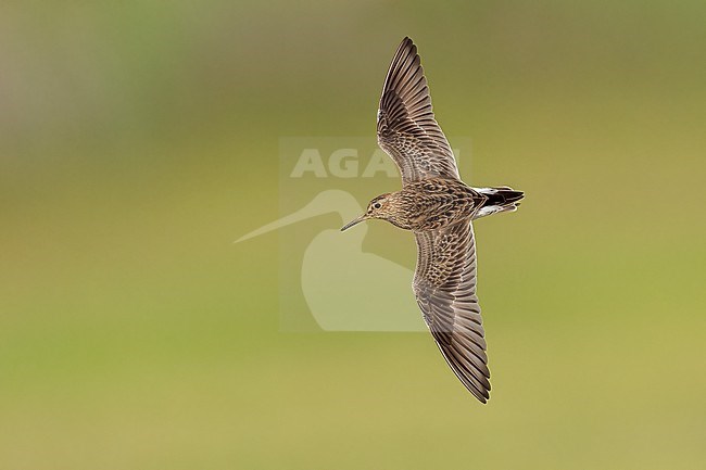 Adult breeding
Galveston Co., TX
May 2023 stock-image by Agami/Brian E Small,