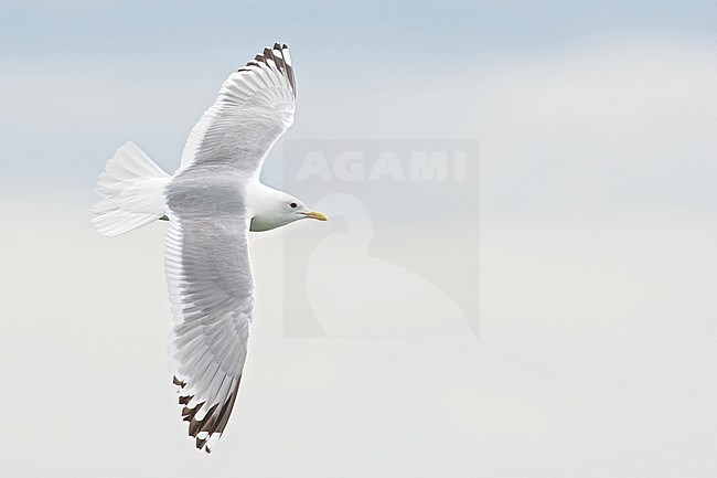 Amerikaanse Stormmeeuw, Short-billed Gull, Larus brachyrhynchus stock-image by Agami/Glenn Bartley,