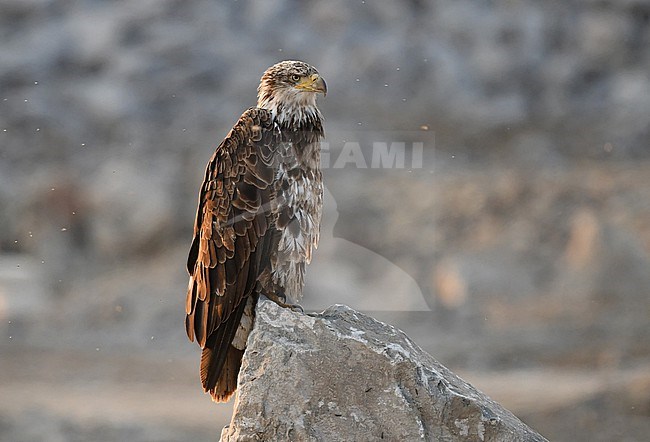 Bald Eagle (Haliaeetus leucocephalus) in the snow at Churchill, arctic Canada stock-image by Agami/Eduard Sangster,