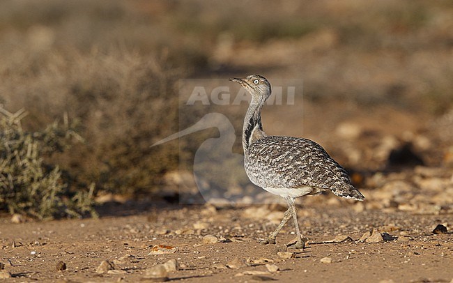 Houbara Bustard (Chlamydotis undulata fuertaventurae) at Tindaya Plains, Fuerteventura, Canary Islands stock-image by Agami/Helge Sorensen,