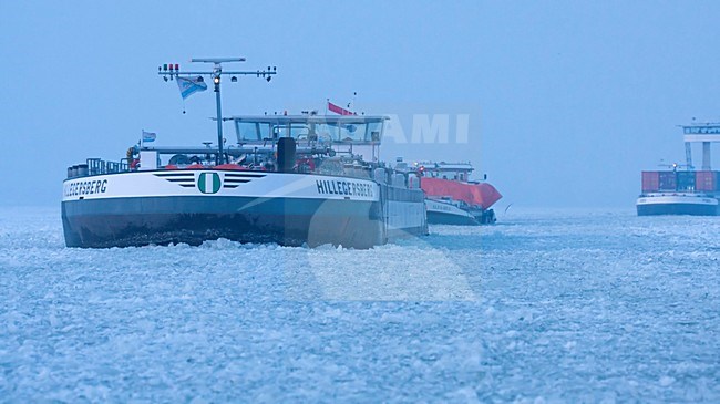 Tocht met ijsbreker van Amsterdam naar Urk, Trip from Amsterdam to Urk with icebreaker stock-image by Agami/Wil Leurs,