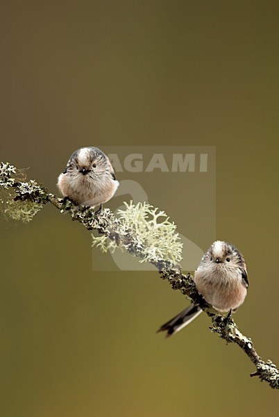 Staartmees zittend op tak, Long-tailed Tit perched on a branch stock-image by Agami/Danny Green,