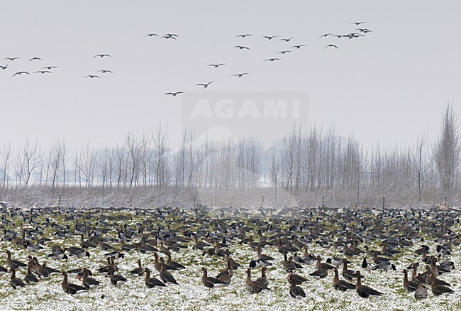 Grote groep overwinterende Brandganzen en Kolganzen; Large group of wintering Barnacle Geese and Greater White-fronted Geese stock-image by Agami/Hans Gebuis,