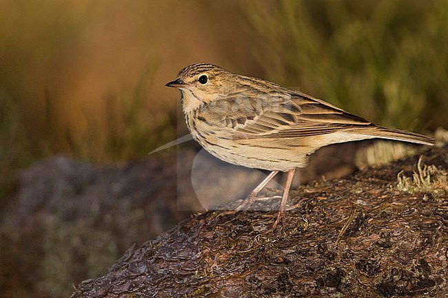 Tree Pipit - Baumpieper - Anthus trivialis ssp. trivialis, Germany stock-image by Agami/Ralph Martin,