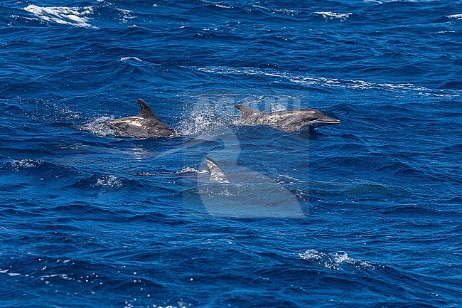 Group of Rough-toothed Dolphin (Steno bredanensis) swimming 3km off Ponta da Dobradeira, Sao Nicolau, Cape Verde. stock-image by Agami/Vincent Legrand,