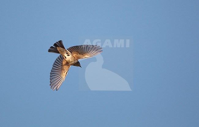 Spotted Flycatcher (Muscicapa striata) in flight at Gentofte in Denmark. Gliding overhead stock-image by Agami/Helge Sorensen,