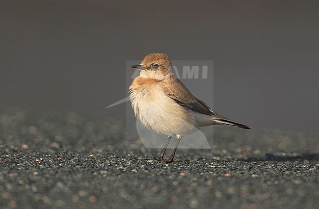 Vagrant first-winter female Western Black-eared Wheatear (Oenanthe hispanica) in the Eemshaven, Netherlands. stock-image by Agami/Hans Gebuis,
