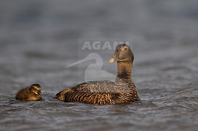 Vrouwtje Eider met jong; Female Common Eider with chick stock-image by Agami/Han Bouwmeester,