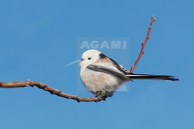 Northern Long-tailed Tit (Aegithalos caudatus caudatus) perched on a twig in Germany. stock-image by Agami/Ralph Martin,