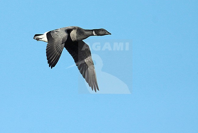 Dark-bellied Brent Goose (Branta bernicla), adultfFlying, seen from side, showing upper wing. stock-image by Agami/Fred Visscher,