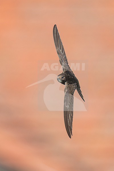 Common Swift (Apus apus) flying agains green background in Bulgaria. stock-image by Agami/Marcel Burkhardt,