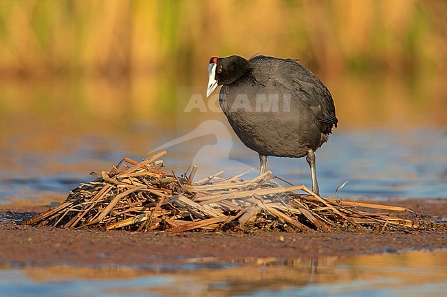A Red-knobbed Coot (Fulica cristata) starting a nest near Johannesburg, South Africa. stock-image by Agami/Tom Friedel,